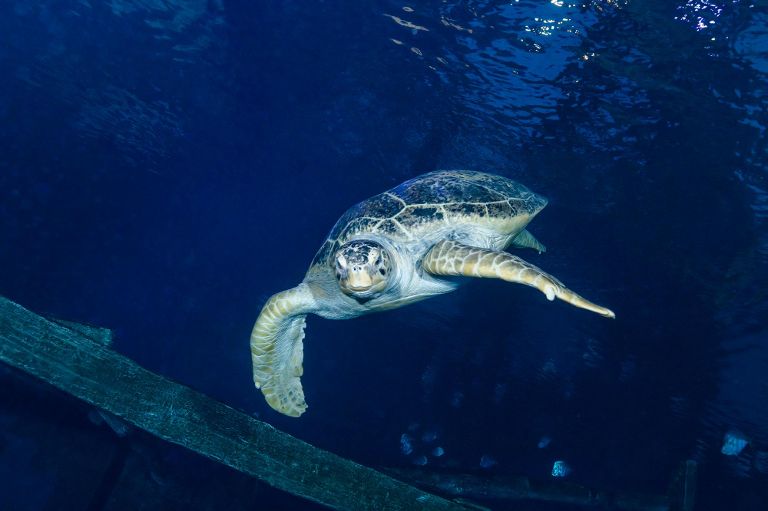 Shark Reef Aquarium